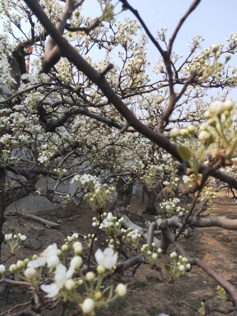 河北优质梨花粉，雪梨花粉鸭梨花粉苹果花粉无杂质，高活性