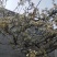 河北优质梨花粉，雪梨花粉鸭梨花粉苹果花粉无杂质，高活性