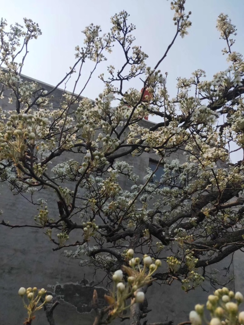 河北优质梨花粉，雪梨花粉鸭梨花粉苹果花粉无杂质，高活性