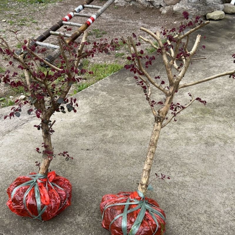 红继木小苗产品直供货源充足保质保量全国发货