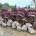 红继木小苗产品直供货源充足保质保量全国发货
