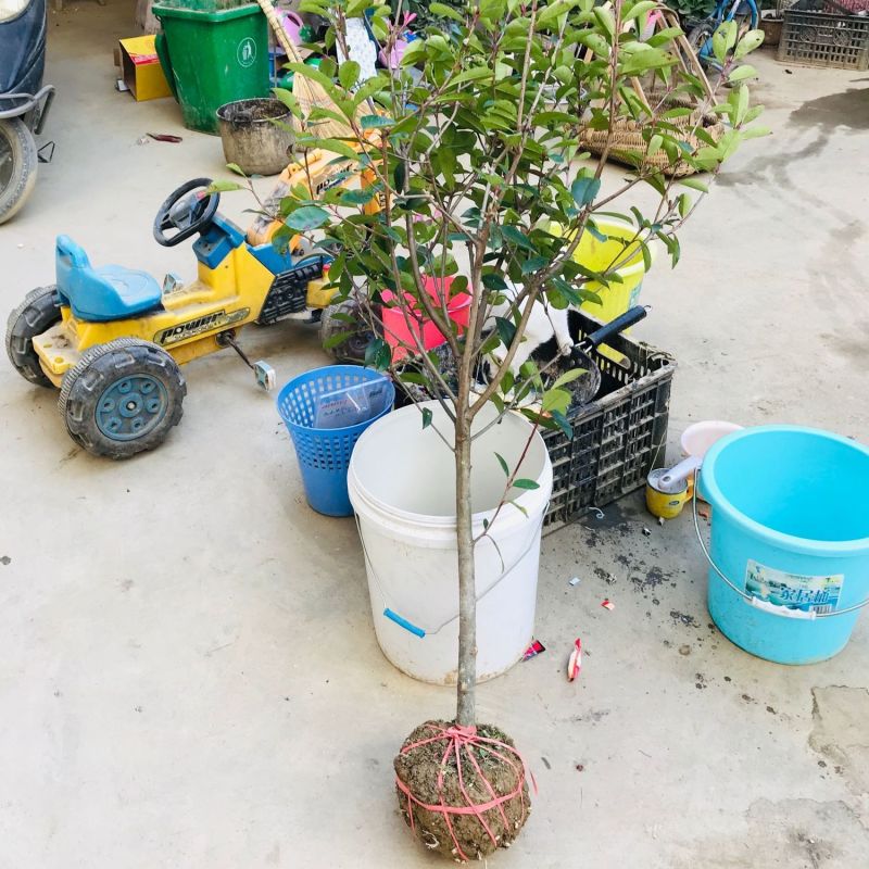 红叶石楠小苗产地直供货源充足品质保证全国发货