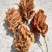 纯红皮甘草种子。产量高纯度95%以上，芽率90%假一赔四