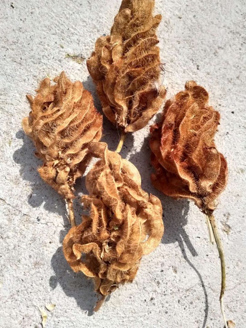 纯红皮甘草种子。产量高纯度95%以上，芽率90%假一赔四