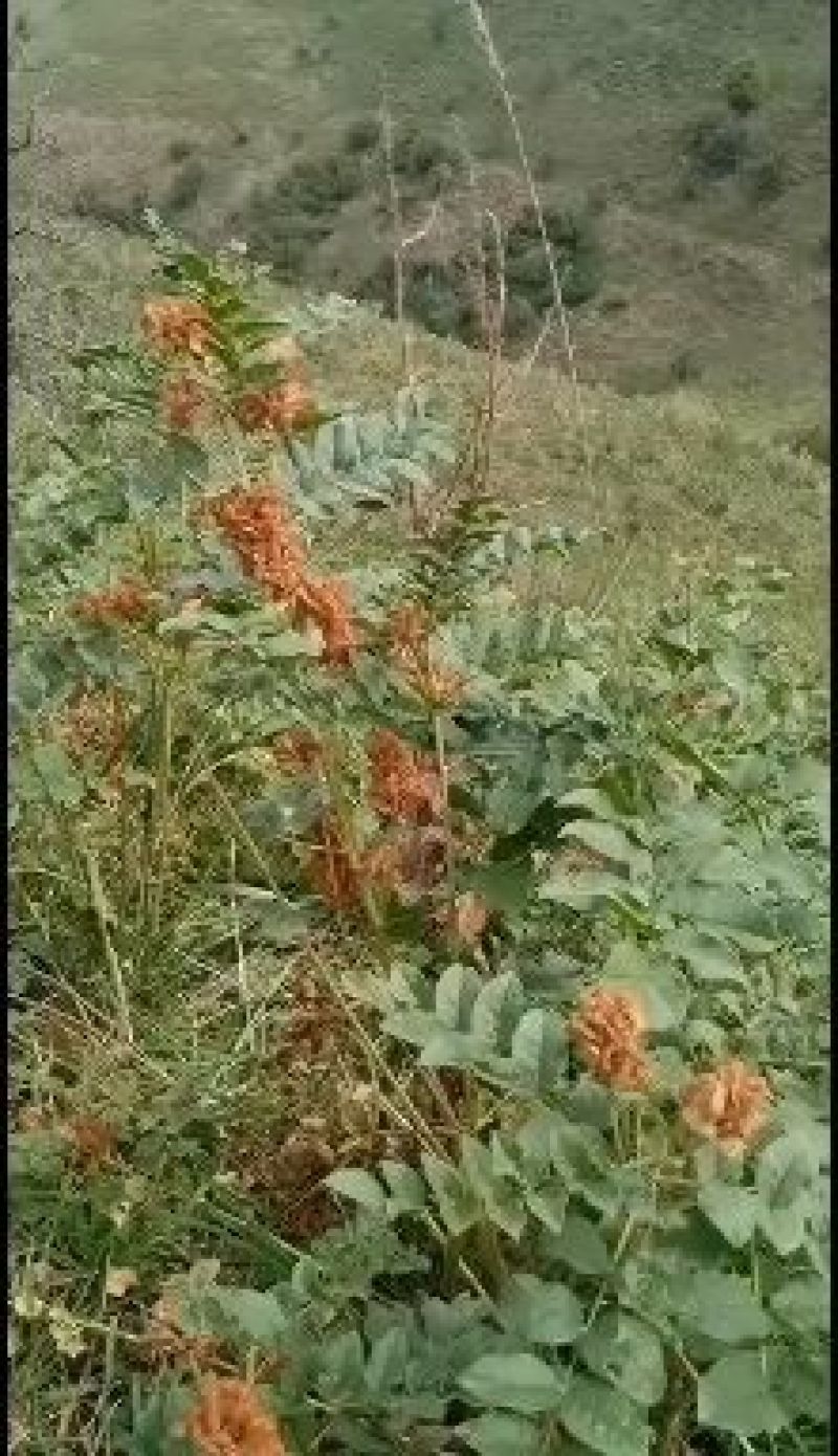 纯红皮甘草种子。产量高纯度95%以上，芽率90%假一赔四