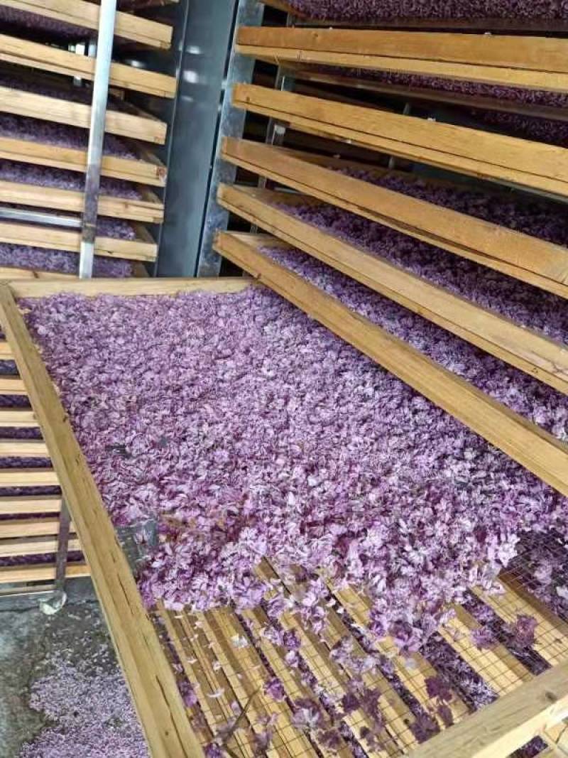 关山樱花瓣