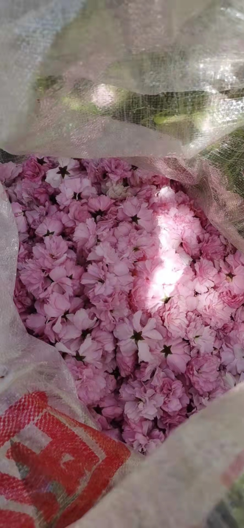 关山樱花瓣