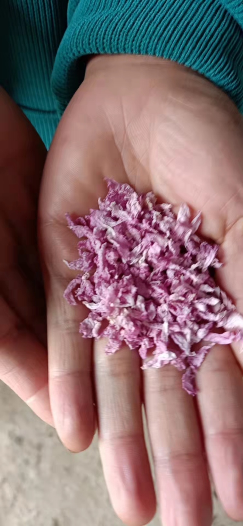 关山樱花瓣