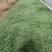 粉黛乱子草