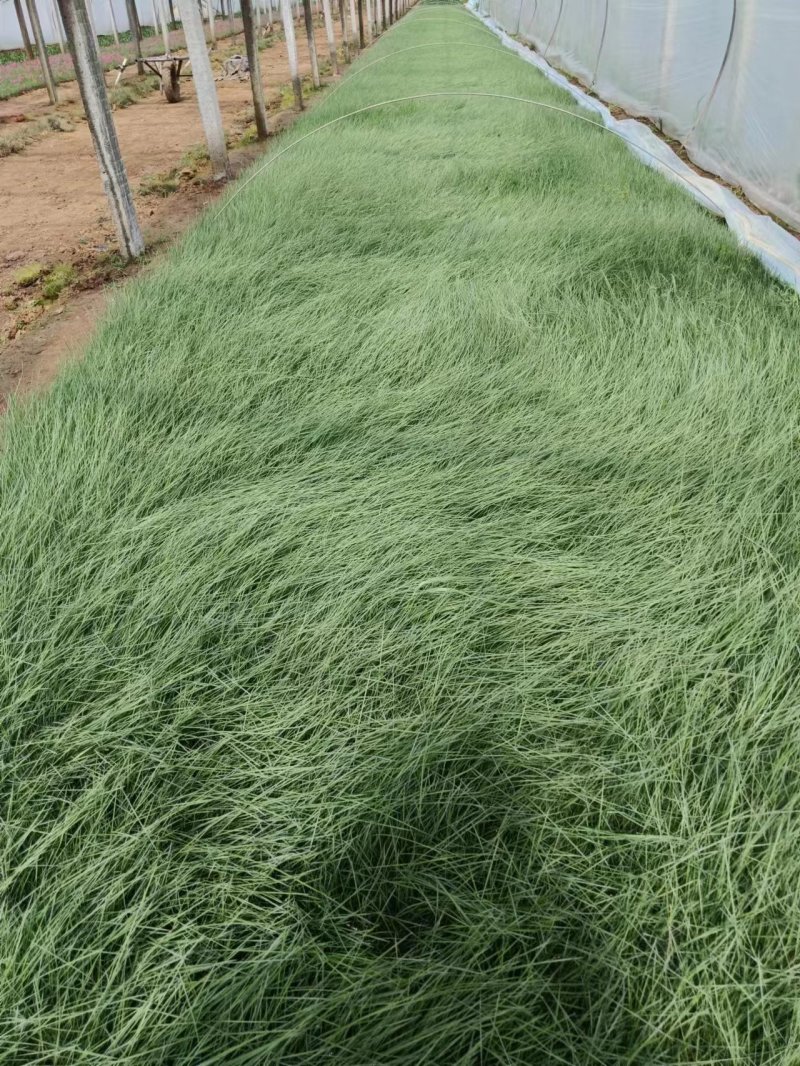 粉黛乱子草