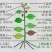 多维元素螯合型增甜增色提高光合作用促进花芽分化