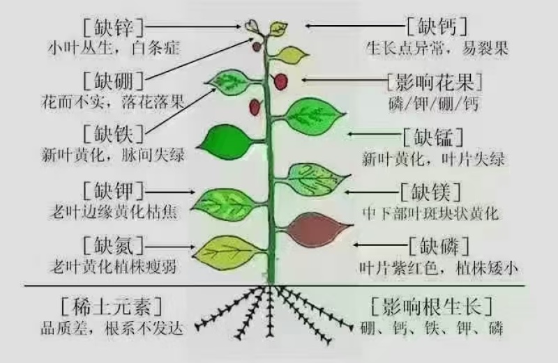 多维元素螯合型增甜增色提高光合作用促进花芽分化