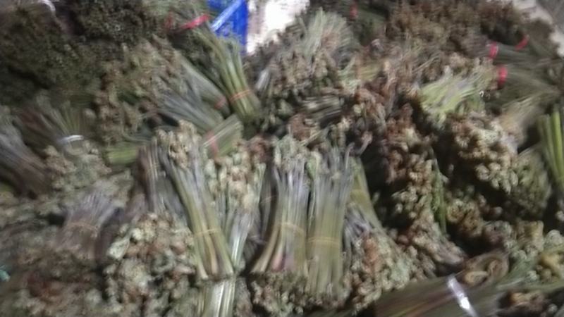 蕨菜2026年上市了