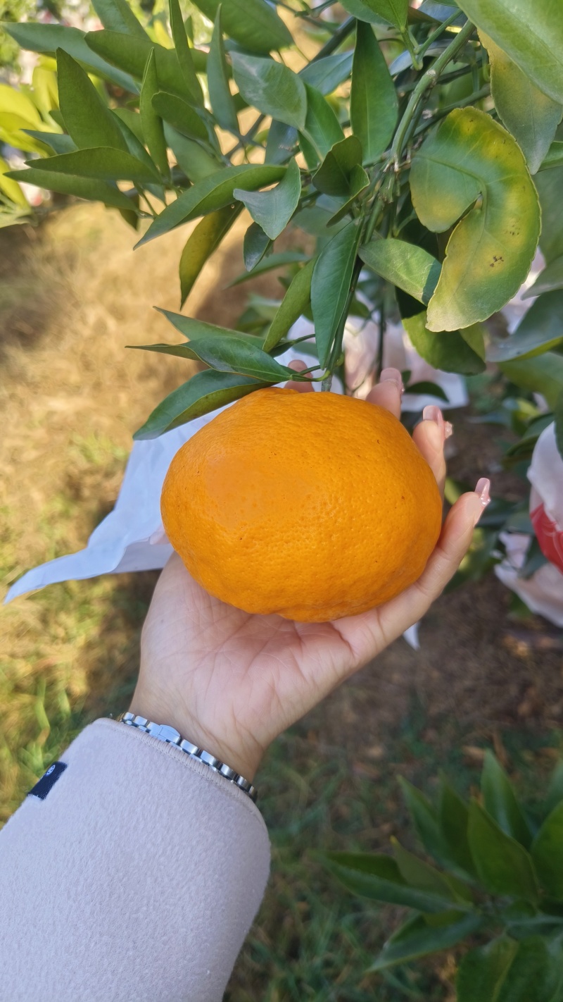 耙耙柑，味道纯甜，皮毛亮，个头大，