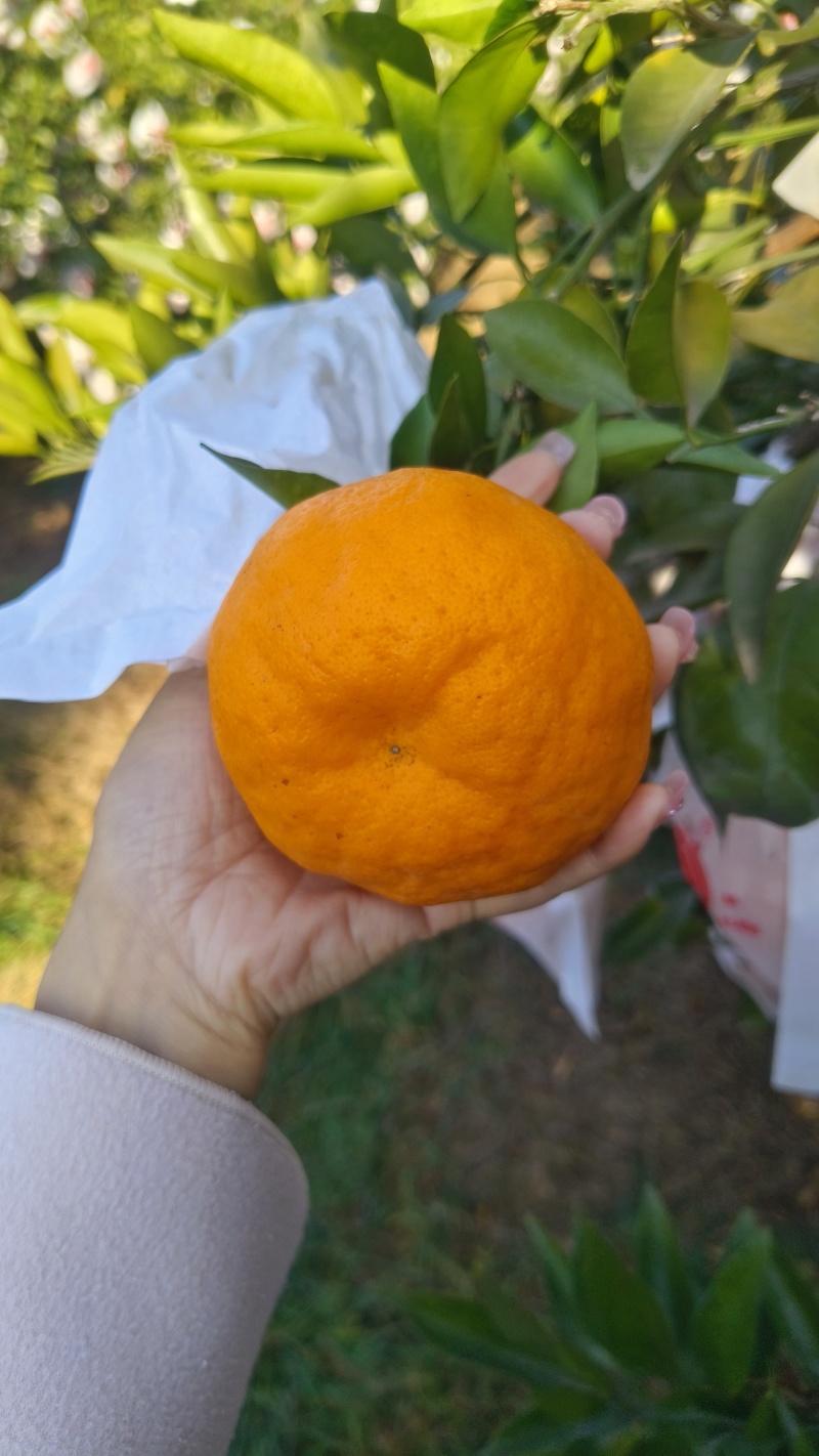 耙耙柑，味道纯甜，皮毛亮，个头大，