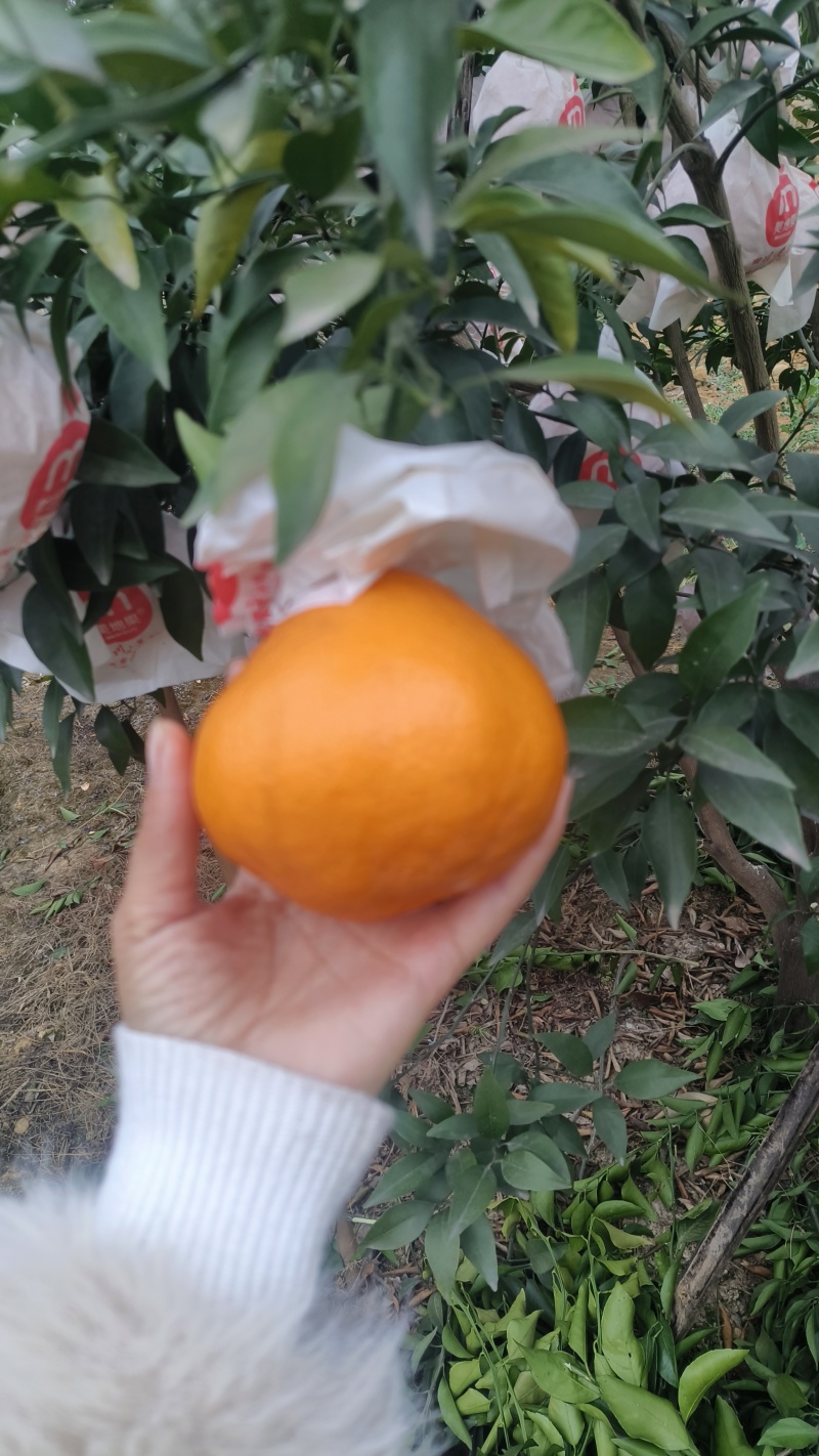 耙耙柑，味道纯甜，皮毛亮，个头大，