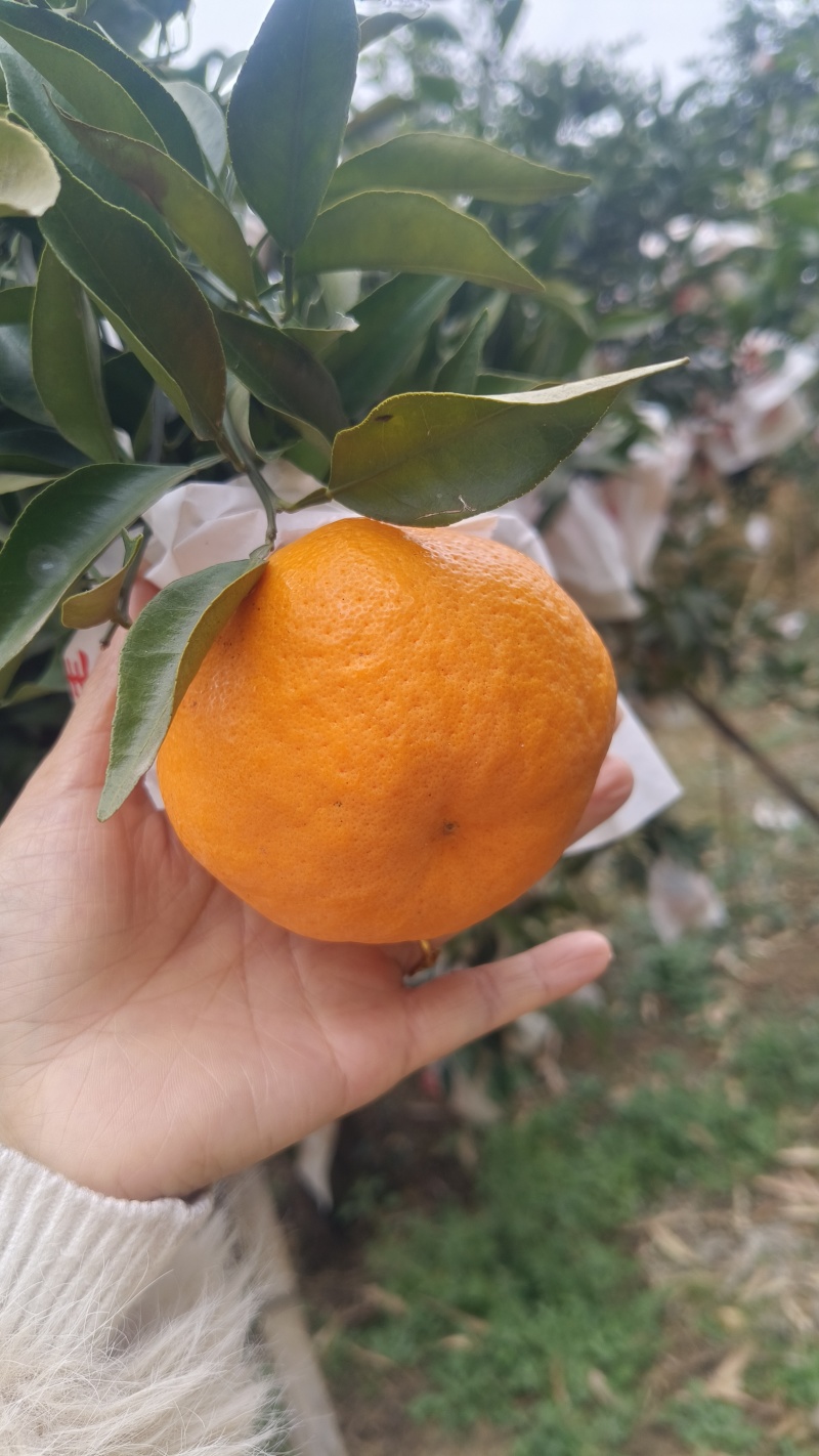 耙耙柑，味道纯甜，皮毛亮，个头大，