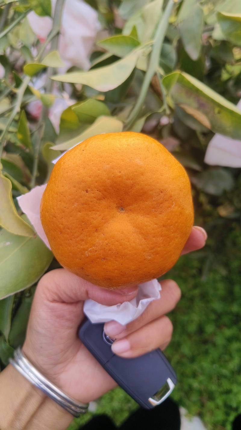 耙耙柑，味道纯甜，皮毛亮，个头大，