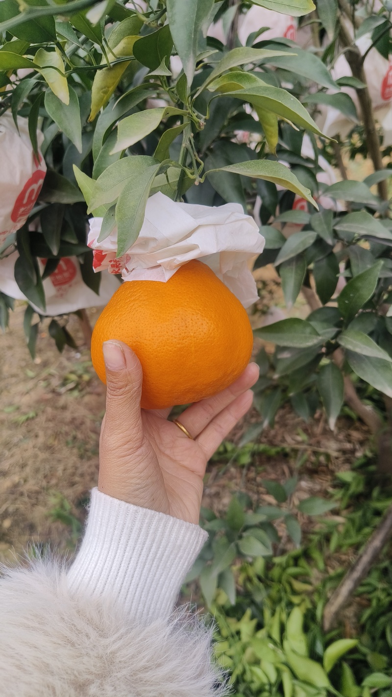 耙耙柑，味道纯甜，皮毛亮，个头大，