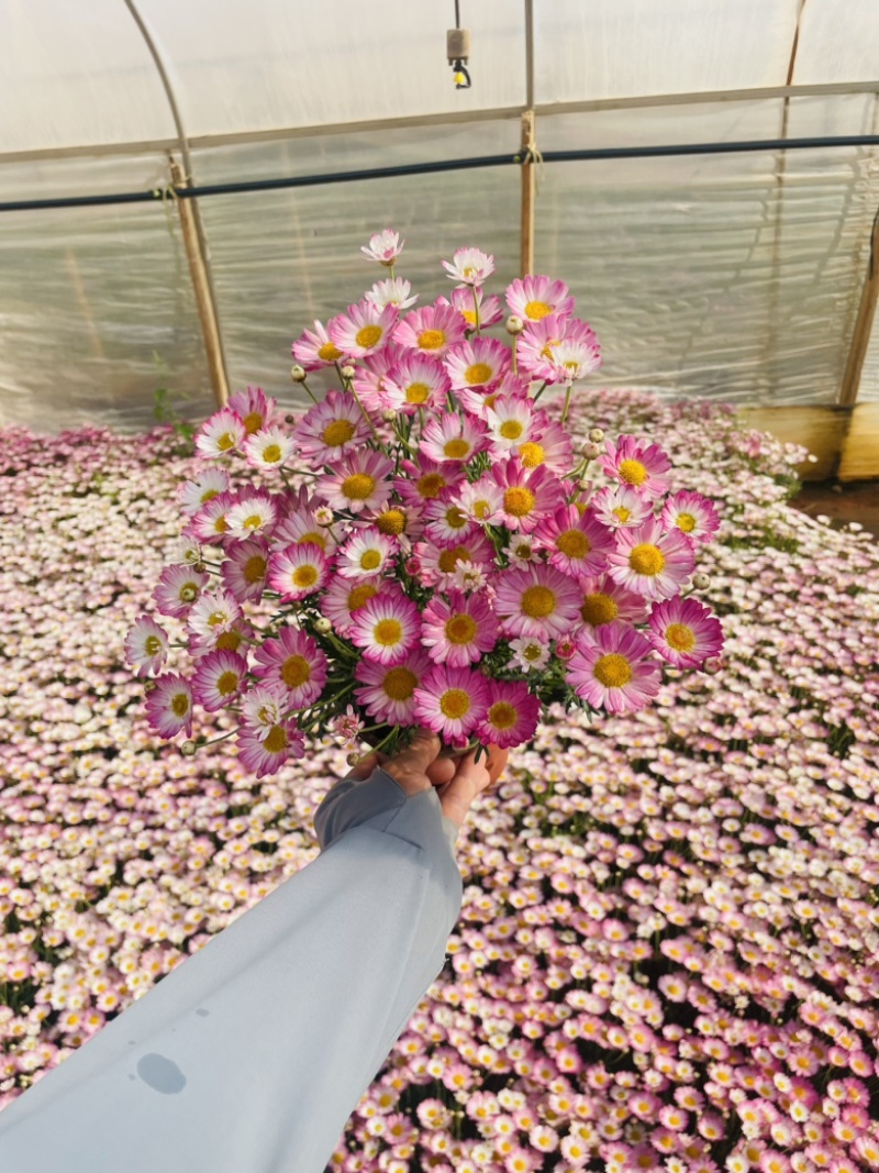 玛格丽特