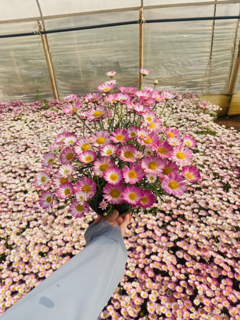 玛格丽特
