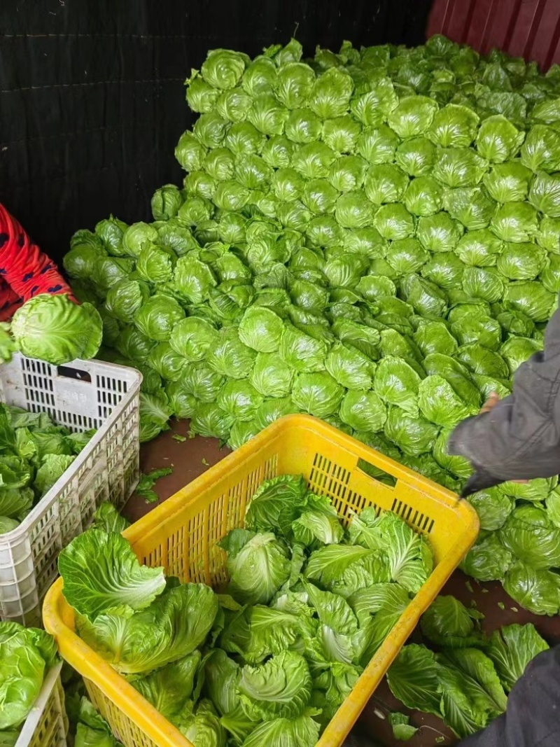 山东甘蓝大头菜圆包菜产地直发保证质欢迎电联