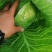 山东甘蓝大头菜圆包菜产地直发保证质欢迎电联