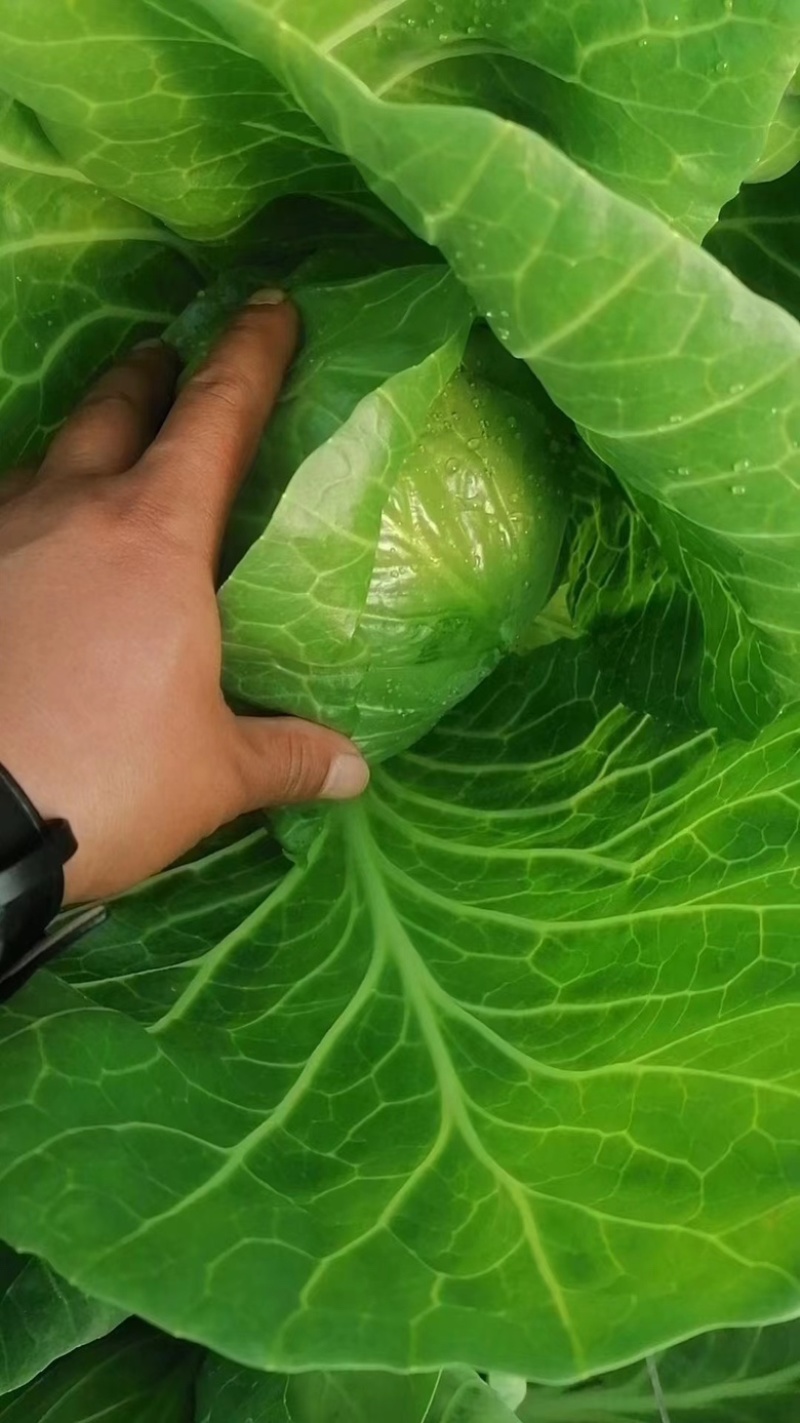 山东甘蓝大头菜圆包菜产地直发保证质欢迎电联