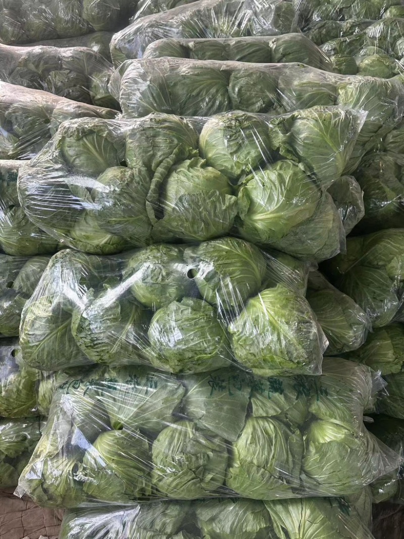 山东甘蓝大头菜圆包菜产地直发保证质欢迎电联