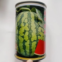 新疆昌蜜美都无籽西瓜种子中熟抗病三倍体西瓜种子高糖薄皮口