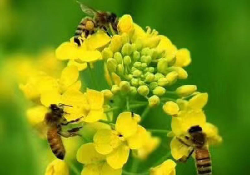 四川农家老桶土蜂蜜蜂蜜品种纯正假一赔十欢迎咨询