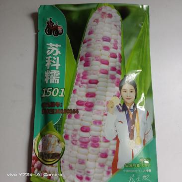 拖车头苏科糯1501彩甜糯玉米种子鲜食花糯玉米种籽春秋种