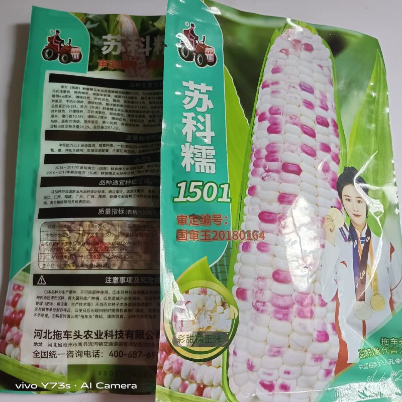 拖车头苏科糯1501彩甜糯玉米种子鲜食花糯玉米种籽春秋种