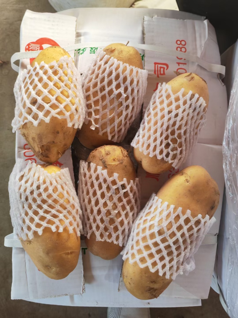 开封通许沃土土豆【沃土5号】规格齐全品质保障欢迎咨询