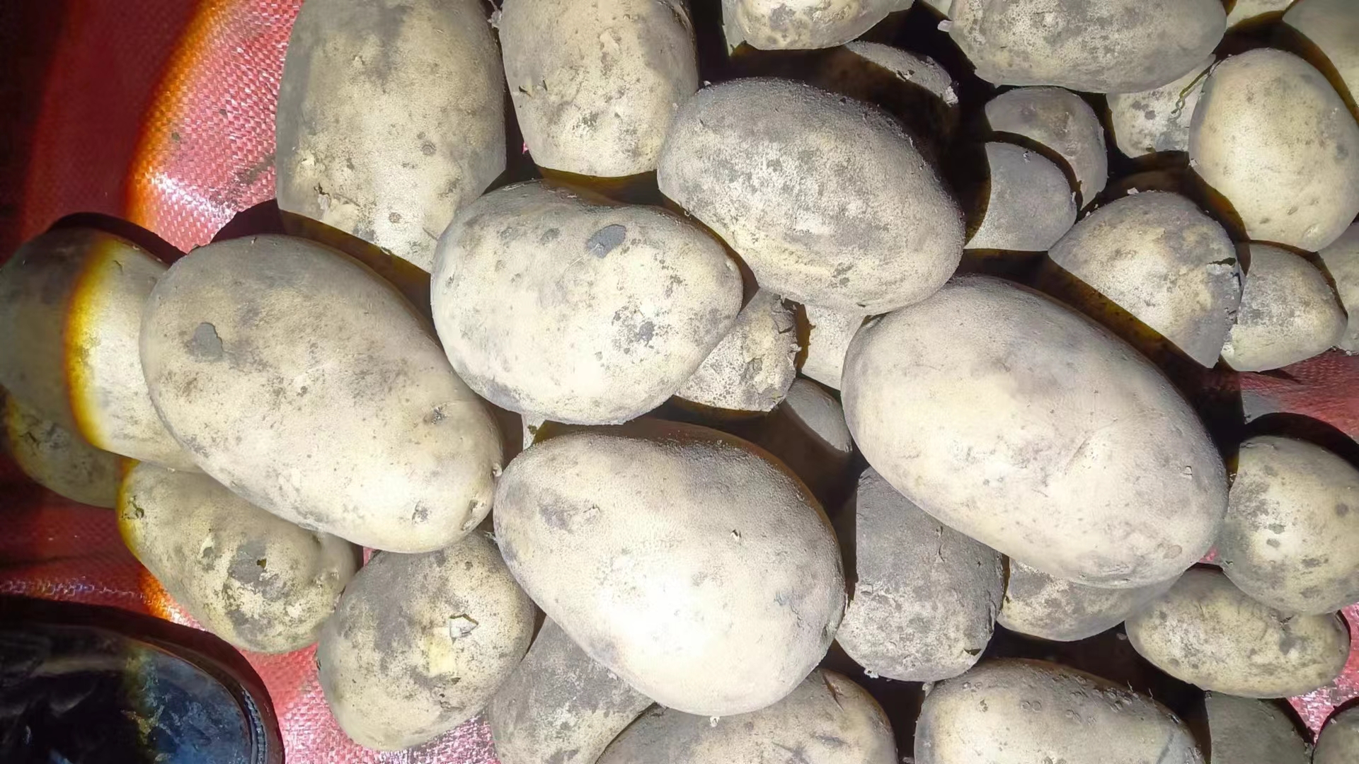 展示两种马铃薯植株形态与块茎外观对比 荷兰十五土豆与806土豆品种对比图