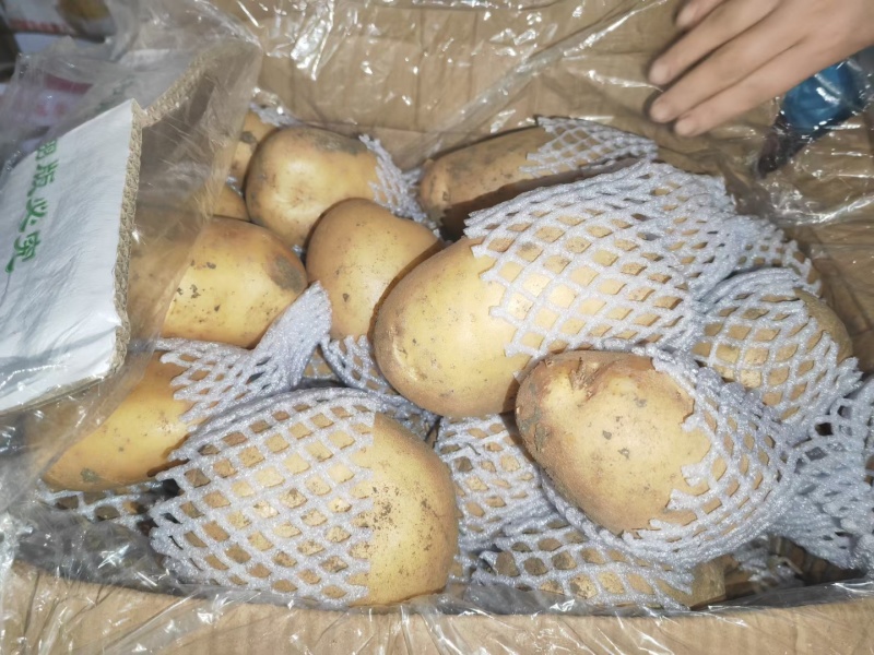 开封通许沃土土豆【沃土5号】规格齐全品质保障欢迎咨询