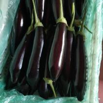 黑宝茄子大量供应保质保量量大从优产地直发欢迎咨询！价格美