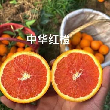 中华红橙/秭归中华红橙/红橙/红心橙/中华红挂树鲜果