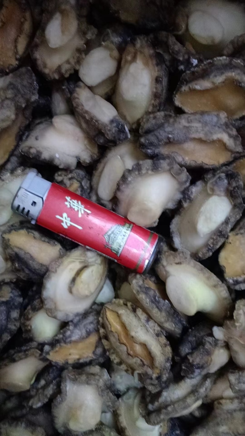 一级单冻鲍鱼肉大量供货规格齐全量大从优