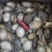 一级单冻鲍鱼肉大量供货规格齐全量大从优