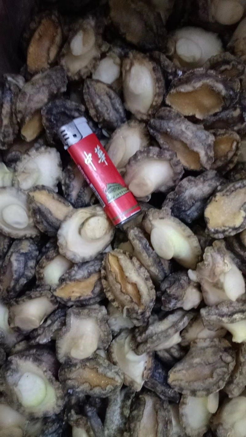 一级单冻鲍鱼肉大量供货规格齐全量大从优