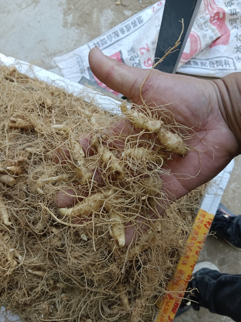 大别山黄精种苗