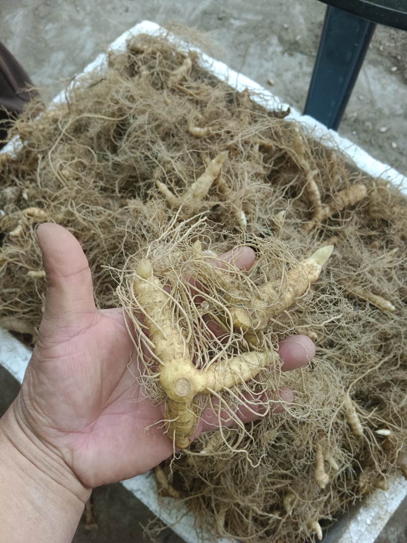 大别山黄精种苗