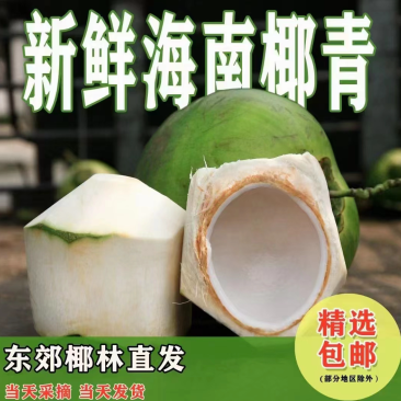 椰子的营养价值椰汁及椰肉含大量蛋白质、果糖、葡萄糖、