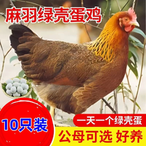 【包邮包活】土鸡活苗麻鸡苗绿壳蛋鸡苗产蛋王半斤/一斤