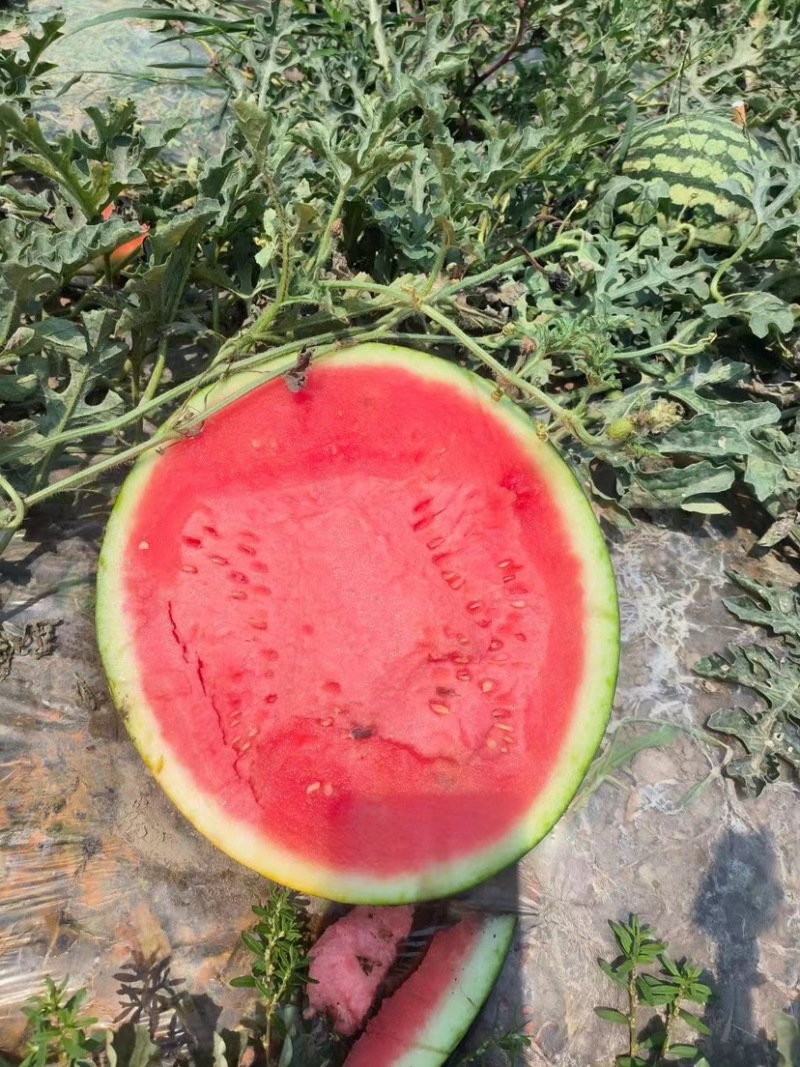 甜王