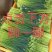 韭苔