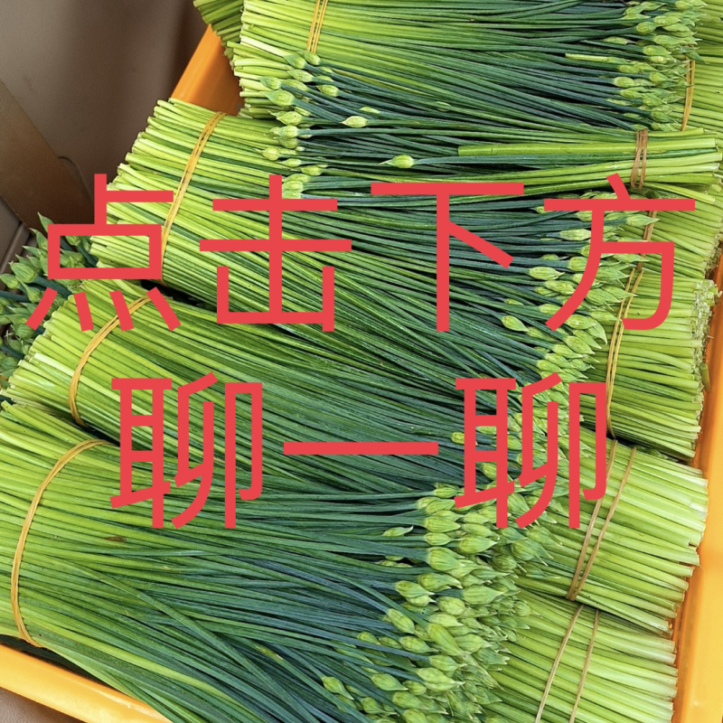 韭苔