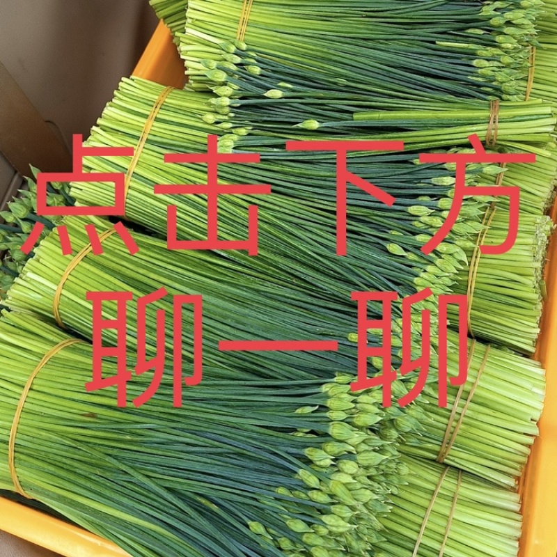 韭苔