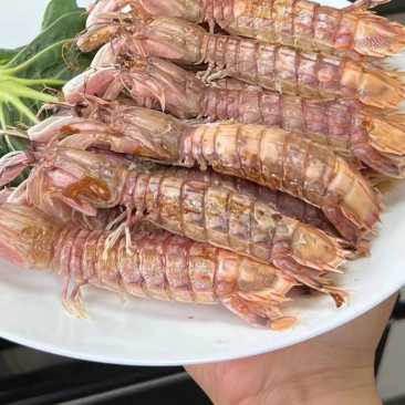 舟山皮皮虾肉质鲜甜肥美，只只包肥